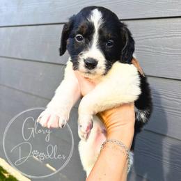 Brown - Tri-color male Bernedoodle puppy in Rockwall, Texas from Glory Doodles