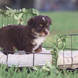 Australian Shepherd, Miniature Australian Shepherd, and Toy Australian Shepherd Puppies from Triple Lake Ranch Miniature Australian Shepherds