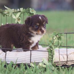 Australian Shepherd, Miniature Australian Shepherd, and Toy Australian Shepherd Puppies from Triple Lake Ranch Miniature Australian Shepherds