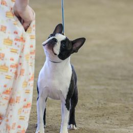 Boston Terriers and Miniature Bull Terriers from Paniola Farms