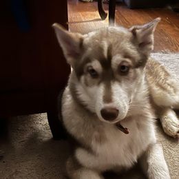 Hawthorne - Siberian Husky puppy in Princeton, North Carolina from Boon Hill Huskies