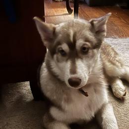 Hawthorne - Siberian Husky puppy in Princeton, North Carolina from Boon Hill Huskies