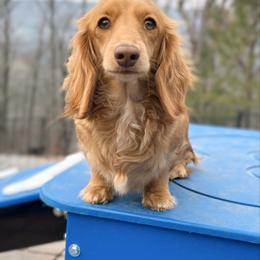 Shorty - Dachshund