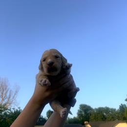 Graham - male Goldendoodle puppy in Yukon, Oklahoma from Silver Barn Doodles