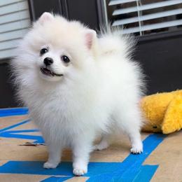 Neko - White male Pomeranian puppy in Greenville, Georgia from Breezy Hill Poms