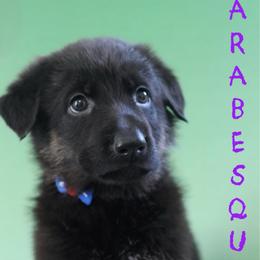Arabesque - Black and cream female German Shepherd puppy in De Land, Florida from 3B’s Animal Artistry