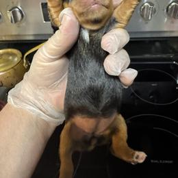 Gracie - Black & tan tri-color female Morkie puppy in Decatur, Texas from Melanie's Morkies