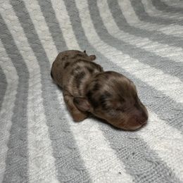 Dapple boy 1 - Dapple Dachshund puppy in Cabool, Missouri from Shannon Dachshunds