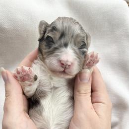 Aussiedoodle Puppies from Mae blossom puppies