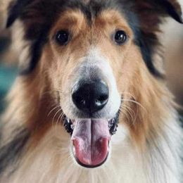 Collies from Loyal Collies’