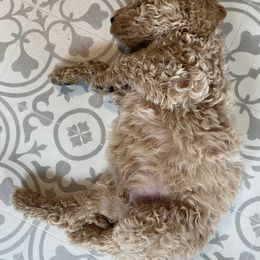 Goldendoodle Puppies from River Bend Goldendoodles