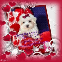 Chantilly Lace - White female Maltese puppy in Silverhill, Alabama from Malteseuluv’s Tiny Treasurers