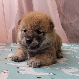 Shiba Inu Puppies from Anteiku Shiba Inu