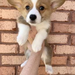 Girl 1 - Red female Pembroke Welsh Corgi puppy in Cumming, Georgia from Carter’s Corgis LLC