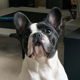 Clover  - French Bulldog