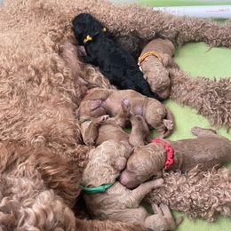 Poodle Puppies from Renders Poodles