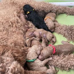 Poodle Puppies from Renders Poodles