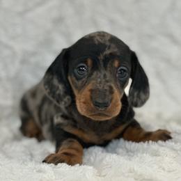 Dachshund Puppies from Mare-Bella Smoothcoat Edition