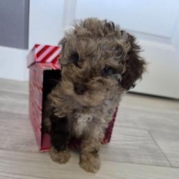 Spark - Red merle female Aussiedoodle puppy in Loveland, Colorado from A&L Ranch Aussiedoodles
