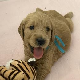 TULA - Red  female Goldendoodle puppy in Porter Ranch, California from Jasperdoodle.com