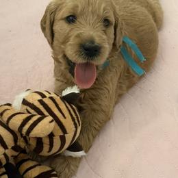 TULA - Red  female Goldendoodle puppy in Porter Ranch, California from Jasperdoodle.com