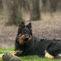 Bohemian Shepherd All Grown Up from Bohemia Schubertus
