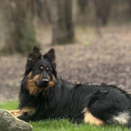 Bohemian Shepherd All Grown Up from Bohemia Schubertus