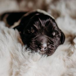 Newfoundland Puppies from Kinson Ridge Giants