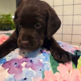Labrador Retriever Puppies from Cedar Lake Labradors