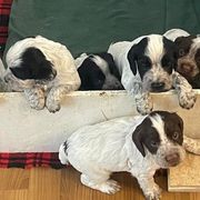 Pointer Puppies from Ross Callaway