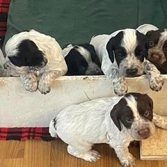 Pointer Puppies from Ross Callaway