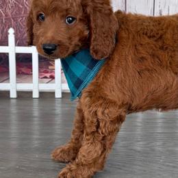 AKC-Copper - Red  male Poodle puppy in Cape Coral, Florida from Ruby the poodle