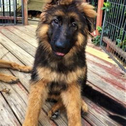 German Shepherd Puppies from Alexanderhof Kennels