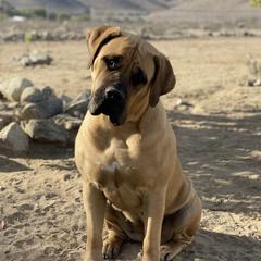Motts - Boerboel