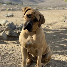 Motts - Boerboel