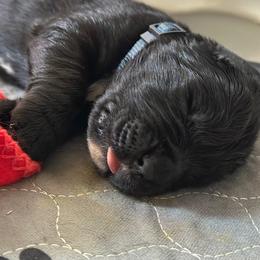 Boy 1 - AKC Registered Navy Blue - Black male Newfoundland puppy in Marshall, Missouri from Majestic Gentle Giants