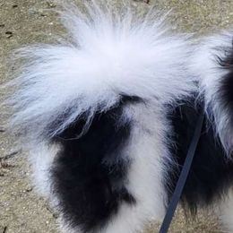 Rosie - Pomeranian