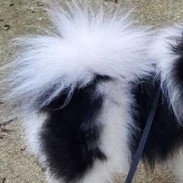 Rosie - Pomeranian
