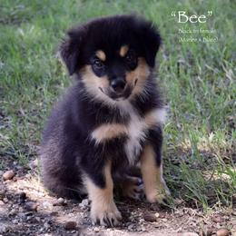 Bee - Black tri female Miniature Australian Shepherd puppy in Evant, Texas from Lazy VT Bar Ranch