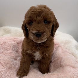 Coco - Red  female Goldendoodle puppy in Kansas City, Kansas from Bella & Ivy’s Mini Goldendoodles of KC
