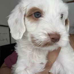 1st pick - Parti male Goldendoodle puppy in Elk Grove, California from Doodles by Faith