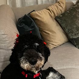 Gracie  prev Gucci - Tri-color Bernedoodle puppy in Knoxville, Tennessee from Bright Side Doodles