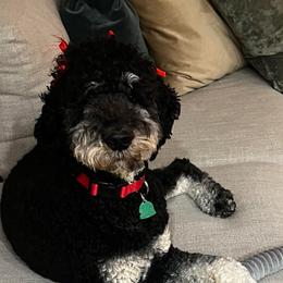 Gracie  prev Gucci - Tri-color Bernedoodle puppy in Knoxville, Tennessee from Bright Side Doodles