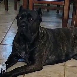 Cane Corso from Starlight Cane Corso
