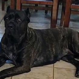 Cane Corso from Starlight Cane Corso