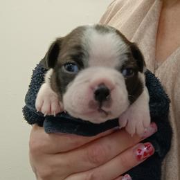 Boston Terrier and French Bulldog Puppies from Reds Studio