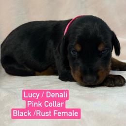 Pink Collar - Black and rust female Doberman Pinscher puppy in Lake City, Florida from Paintedcrazy Doberman Pinchers