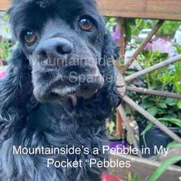Pebbles - Cocker Spaniel