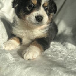 Miniature Australian Shepherd Puppies from Amberwood DD Aussies