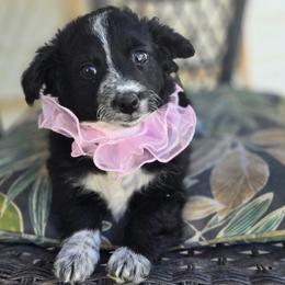 Girl - White and black female Bordoodle puppy in Junction, Utah from Sugar Doodles